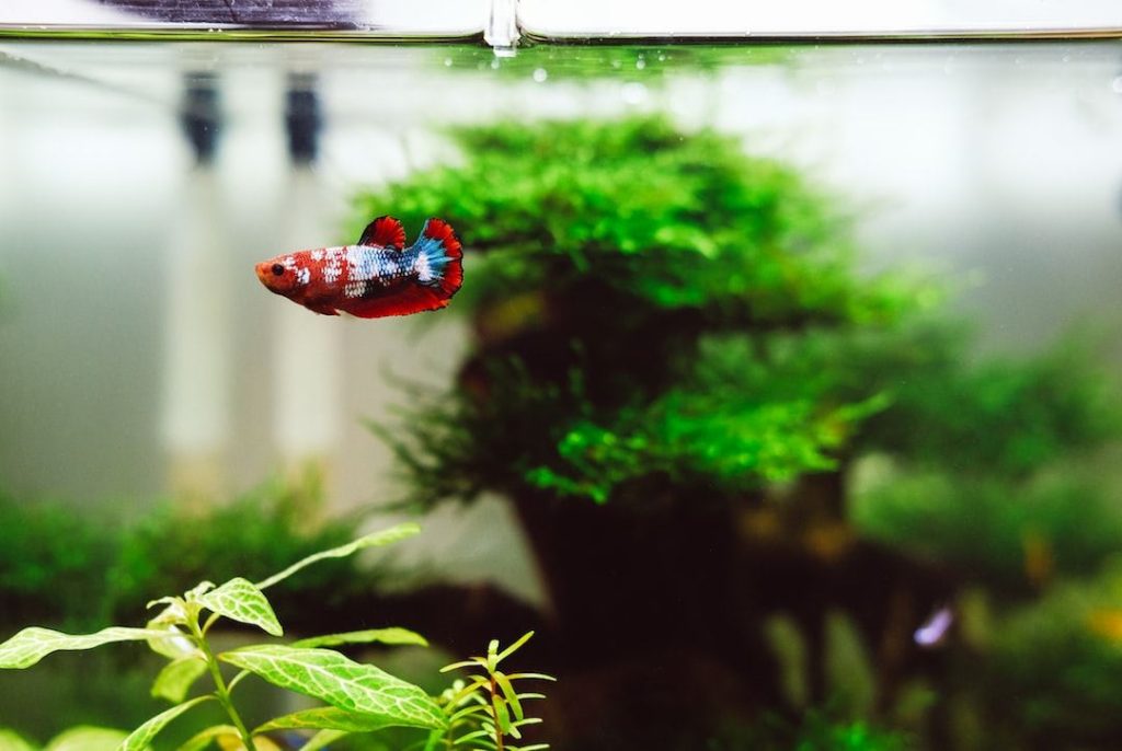 nettoyage-facile-aquarium